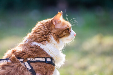 Ginger white long hair cat walking on leash © marketanovakova