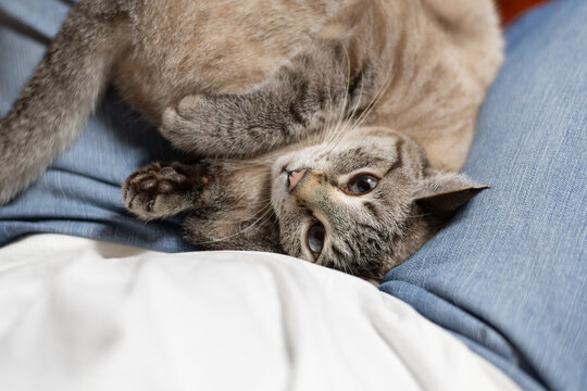 飼い主の膝の上でくつろぐ可愛い猫　シャムトラ猫	