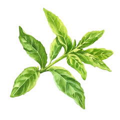 Obraz premium Stevia High Quality, watercolor clipart showing delicate textures and whimsical forms, isolated on a white background.