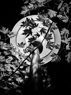 Lamp and leaves