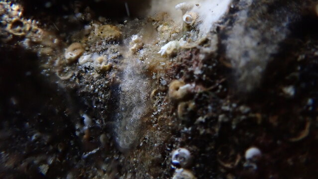 Gray encrusting compound tunicate (Diplosoma listerianum) undersea, Ligurian Sea, Italy, Imperia
