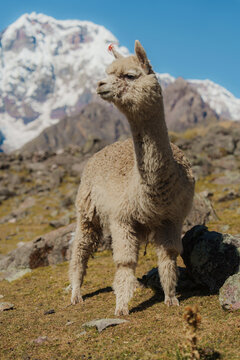 Alpaca on the background of snowcapped mountain in Peru 