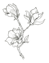 Hand-drawn magnolia flower Ink drawing and sketch, line art on a white background.  © Anna’s Art