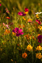 Fototapeta premium Cosmo wildflower patch at golden hour in fall time