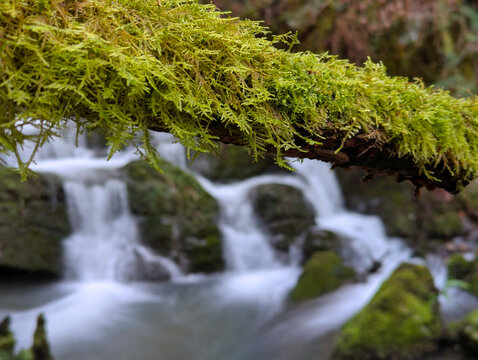 Moss and cCascades in the Pra River, Bimenes Mills Route, PR-AS 141, the municipality of Bimenes, Asturias, Spain