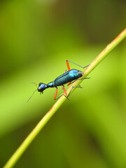 A tiger beetle in close-up reveals metallic armor, razor mandibles, and oversized eyes&mdash;an elite insect predator built for speed, precision, and relentless daylight hunting