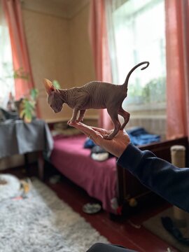ugc, A cute, funny Sphynx kitten stands on a man's hand.