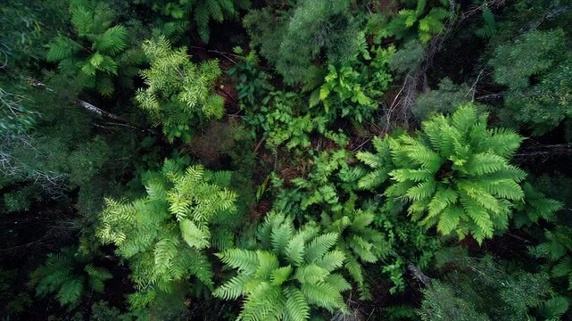 Overhead shot reveals dense forest foliage. Lush green ferns and trees create a vibrant tapestry