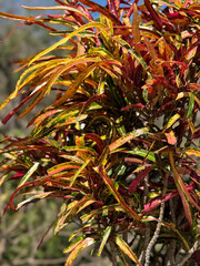 Tropical plant leaves with gentle wind