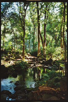 Hiking along the Wailua River in Kauai. 