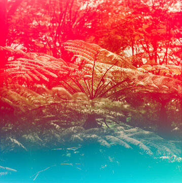 Pre exposed film creates fun colors. 