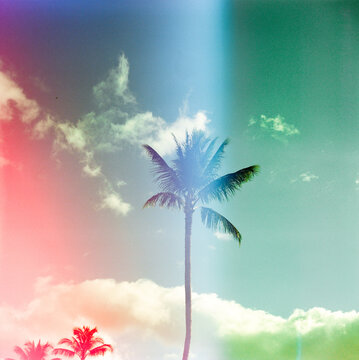Palm tree on pre exposed film creates fun colors. 