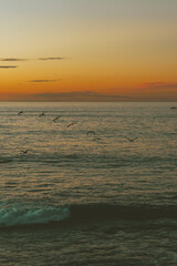 Fototapeta premium Birds at Sunset