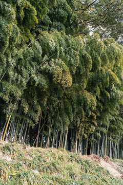 Bamboo Forest in Serene Natural Setting During Daytime