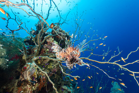 Lion Fish on a Dead Coral Reef