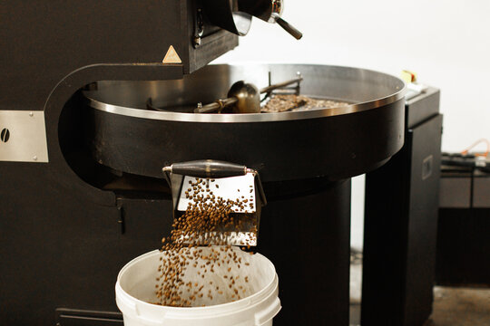 Beans falling out from industrial coffee roaster machine into bucket
