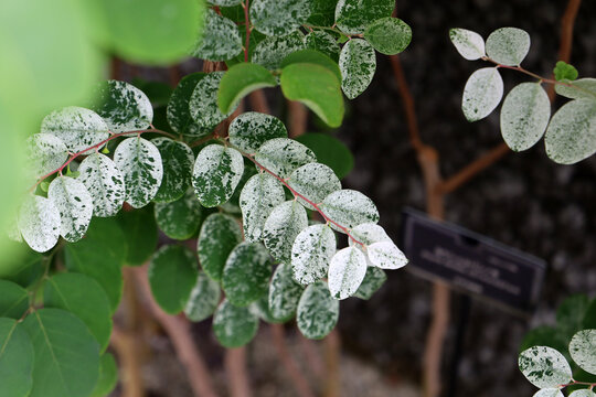Breynia disticha or Snowbush in a garden.