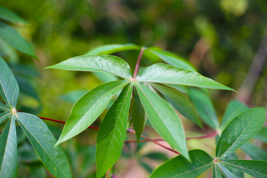 Green leaves of a cassava plant grow in the field.