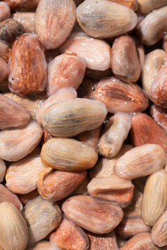 Macro Close-up of cacao beans