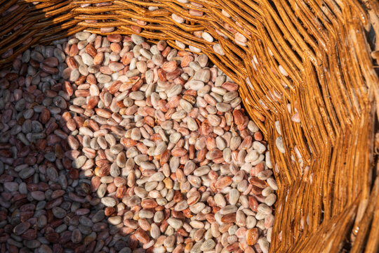 Woven basket filled with cacao beans