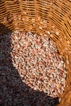 Cacao beans inside a basket