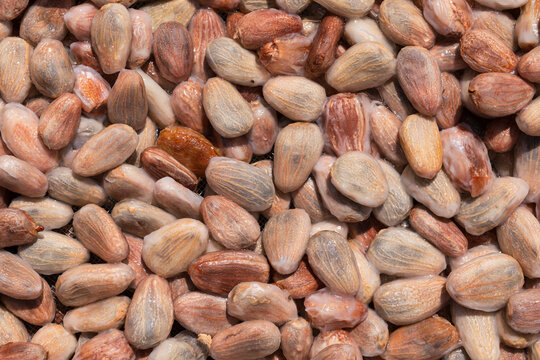 Macro close-up of washed cacao beans