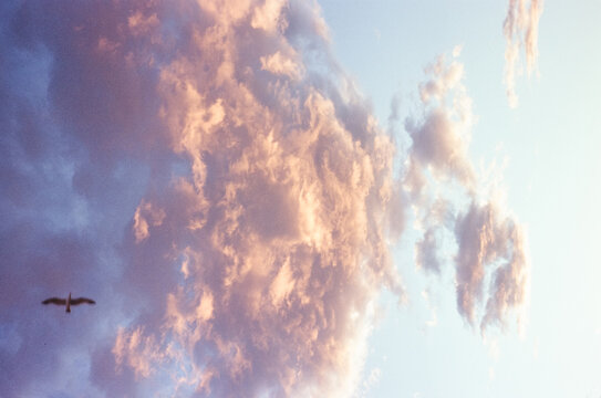 Bird flying  in Pastel Clouds at Sunset