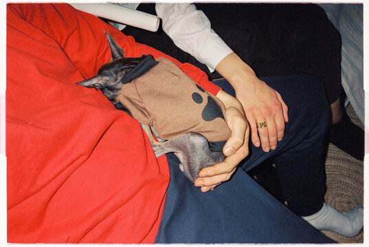Dog in Cozy Outfit Resting on Lap 