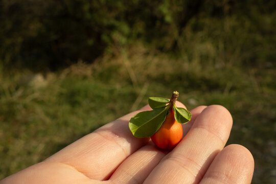 Hand Holding Small Red Fruit