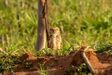 Obraz premium Burrowing owl looking directly at camera from a dirt mound in Florestópolis Parana Brazil