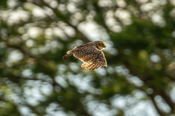 Fototapeta premium Burrowing owl flying low with wings spread against a blurred forest background in Florestópolis Brazil
