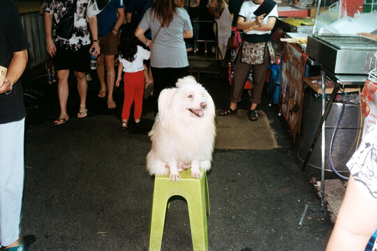 Friendly small dog on a stool on a busy street in bangkok