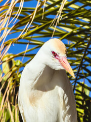 White tropical bird portrait with red eye against blue sky and palm leaves, exotic wildlife concept, travel, vacation, nature and freedom background