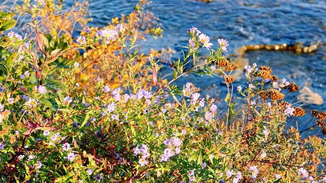 Gorgeous wild asters with vibrant purple petals and green foliage swaying gently by the ocean edge. The background features shimmering blue water flowing peacefully