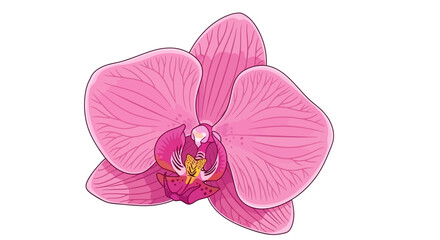 Pink Orchid Flower with Detailed Petals.