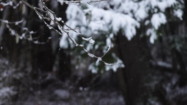 branch in the snowfall