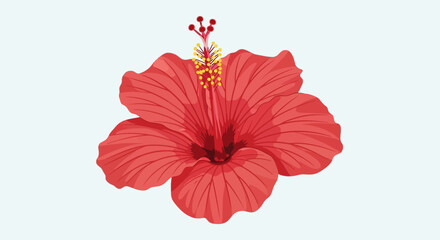 Fototapeta premium Red Hibiscus Flower with Stamen Details.