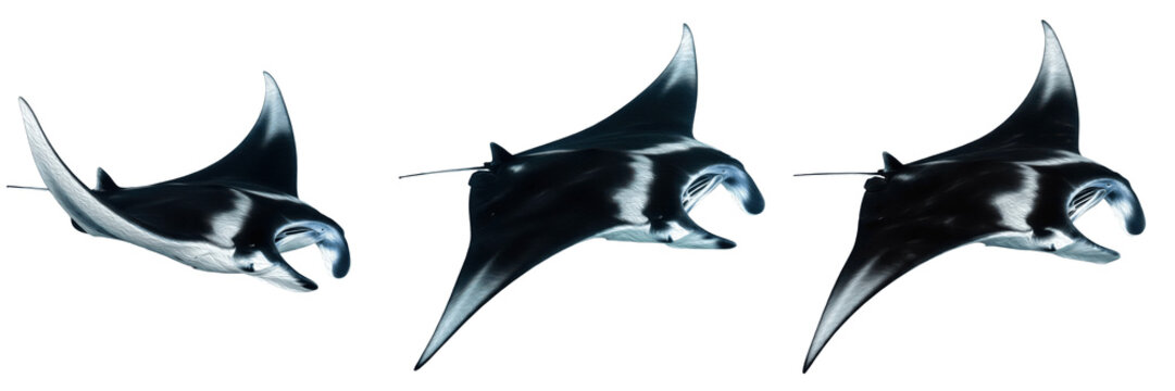 Set of manta rays swimming isolated on white background
