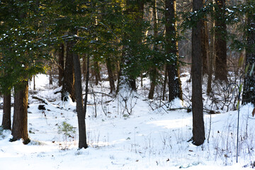 Fototapeta premium New England forest in winter