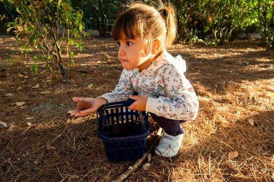 Toddler girl collecting pine cones in autumn forest