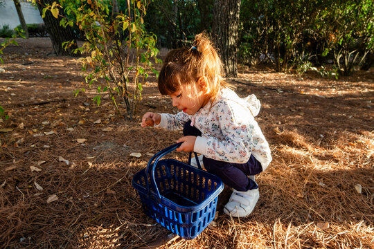 Toddler girl collecting pine needles in autumn park