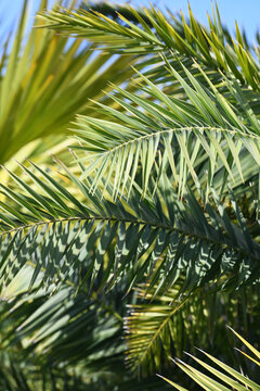 Layeres Of Bright Green Palm Tree Fronds