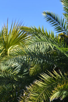 Layeres Of Bright Green Palm Tree Fronds