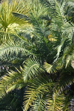 Layeres Of Bright Green Palm Tree Fronds