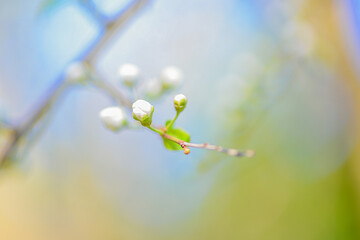 Delicate Blossoms On Branches With Bright Background. Fragile White Buds Caught In Warm Sunlight With Pastel Hues