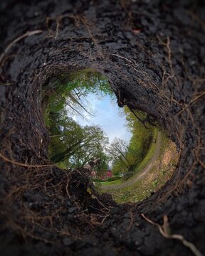 Nature's perspective of a fallen tree's roots as a soil ecosystem