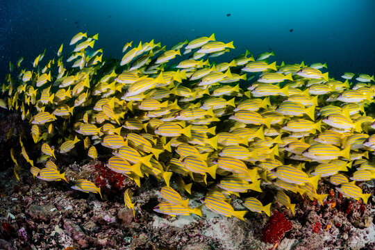 Bluestripe snapper