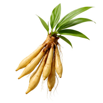 Fingerroot Plant