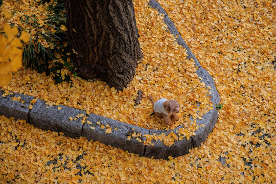 Loyal Wait: A Puppy's Figure in the Golden Autumn Leaves.