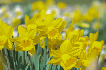 Obraz premium Vivid Daffodils Under Glowing Spring Sunlight. Cheerful Daffodil Display With Gentle Blurred Background And Warm Tones